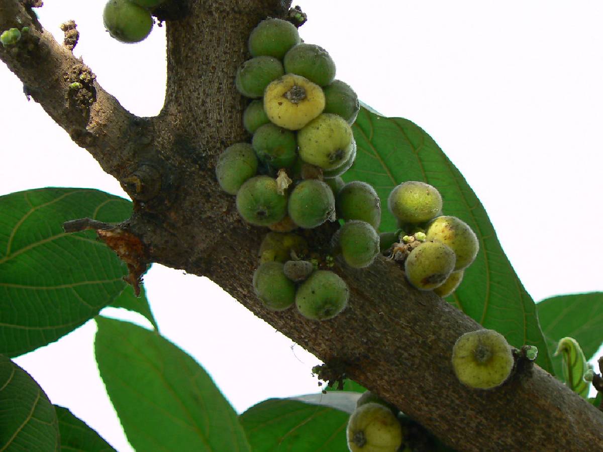 অনিয়ন্ত্রিত জীবনযাপন কিংবা অস্বাস্থ্যকর খাদ্যাভ্যাসের কারণে পুরুষদের মধ্যে বাড়ছে বন্ধ্যাত্ব৷ তাই যদি শুক্রাণুর সংখ্যা কমতে থাকে, তা কিন্তু বেশ চিন্তার। তবে অনেকেই জানেন না, বাজারে থাকা অতি সহজলভ্য এক উপাদান কিন্তু এক্ষেত্রে কাজ দেবে ম্যাজিকের মতো৷