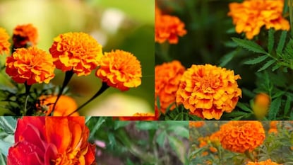 নিজের বাগানের ফুলে পুজো করার আনন্দ আলাদা নিজের বাগানের ফুলে পুজো করার আনন্দ আলাদা