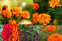 সরস্বতী পুজোর আগেই হলুদ কমলা ফুলে ঢেকে যাবে আপনার গাঁদাগাছ! শুধু এভাবে জল দিন