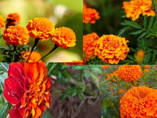 নিজের বাগানের ফুলে পুজো করার আনন্দ আলাদা