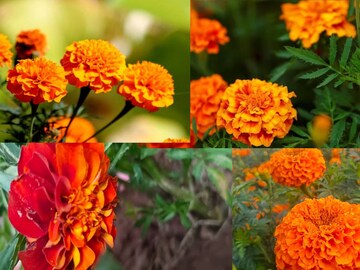 নিজের বাগানের ফুলে পুজো করার আনন্দ আলাদা