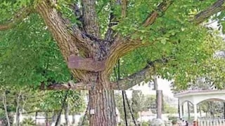 শিকল দিয়ে বাঁধা বটগাছের গায়ে একটি বোর্ডে লেখা রয়েছে ‘আমাকে গ্রেফতার করা হয়েছে শিকল দিয়ে বাঁধা বটগাছের গায়ে একটি বোর্ডে লেখা রয়েছে ‘আমাকে গ্রেফতার করা হয়েছে