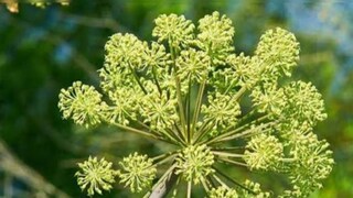 চিকিৎসা ক্ষেত্রেও এর ব্যাপক চাহিদা রয়েছে চিকিৎসা ক্ষেত্রেও এর ব্যাপক চাহিদা রয়েছে