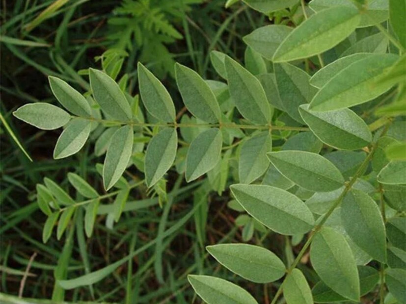 চিকিত্‍সকরা জানাচ্ছেন, এই গাছের পাতা শুধু চিবিয়ে খেলেই পিরিয়ডের অনিয়ম দূর হবে। নারীদের দৈনন্দিন জীবনে আসা আরও অনেক সমস্যাতেও এটি ব্যবহার করা যায়।
