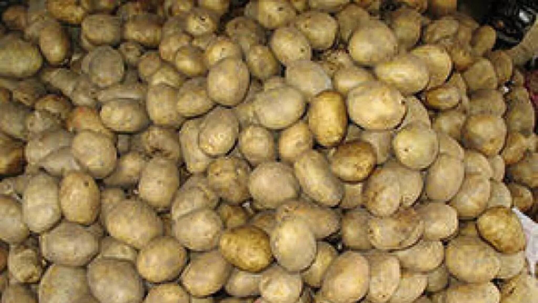 Potato Bond Investment: এই সুযোগ, আলুর বন্ড কিনতে চান? ভাল লাভ পেতে নিয়মগুলি জানুন