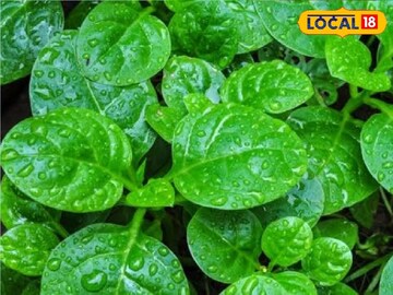 বাজারে ৫-৭ টাকা দাম, এই শাক অম্বল-কোষ্ঠকাঠিন্য থেকে মুক্তি দেয়, ঠেকায় ক্যানসার