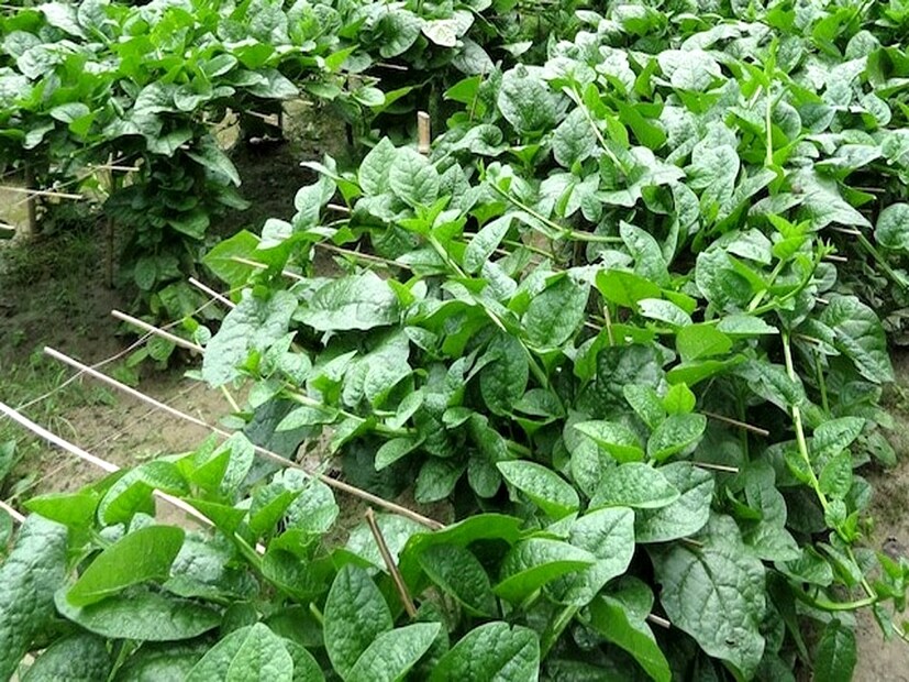 *এই শাক রোগ প্রতিরোধে বেশ কার্যকর। যাঁদের প্রায় প্রতিদিনই মাথাব্যথা থাকে, নিয়মিত পুঁইশাক খেলে তাঁরা উপকার পাবেন খুব দ্রুত।