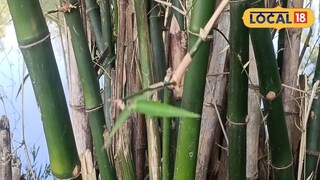 বাঁশ চাষ করে রোজগার করুন বাঁশ চাষ করে রোজগার করুন