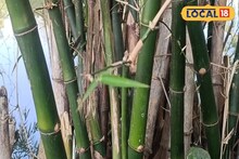 বাঁশ ঝাড়ের সামনে যেতেই চক্ষু চড়কগাছ সকলের! ওটা কী ঝুলছে?