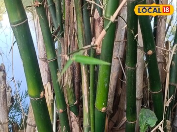 বাঁশ চাষ করে রোজগার করুন
