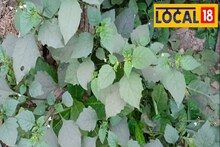 আগাছা ভেবে উচ্ছেদ করবেন না,এই গাছে লুকিয়ে রয়েছে যৌবন  ও পুরুষত্ব ধরে রাখার রহস্য