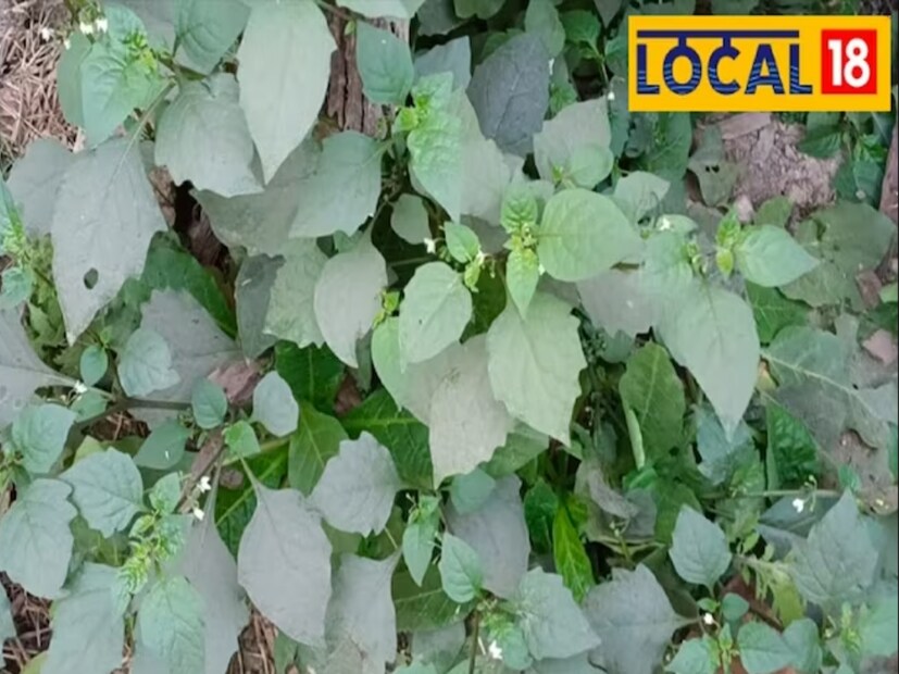 আয়ুর্বেদিক চিকিৎসক ডাঃ আকাঙ্ক্ষা দীক্ষিতের মতে, আয়ুর্বেদে এটি একটি ত্রিদোষ ধ্বংসকারী হিসাবে বিবেচিত হয়। অর্থাৎ এটি দিয়ে বাত, পিত্ত ও কফের চিকিৎসা করা হয়। তিনি আরও বলেন, আয়ুর্বেদ অনুসারে আমাদের দেহে তিনটি ত্রুটি রয়েছে- বাত, পিত্ত এবং কফ। যখন এই তিনটি ত্রুটির মধ্যে যে কোনও একটির ঘাটতি বা অতিরিক্ত থাকে তখন আমরা অসুস্থ হয়ে পড়ি। এমন পরিস্থিতিতে ম্যাকয় খেলে স্বস্তি পাওয়া যায়। এরজন্য এটি ওষুধ হিসেবেও ব্যবহৃত হয়। এছাড়া এই ড্রাগ পুরুষত্ব বাড়ায়। এর শিকড় থেকে তৈরি কারহা খেলে যৌবন বৃদ্ধি পায় ও মিলন ক্ষমতা বাড়ে।