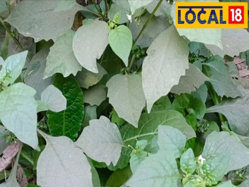 আয়ুর্বেদিক চিকিৎসক ডাঃ আকাঙ্খা দীক্ষিতের মতে, কুষ্ঠ, জ্বর, শ্বাস, কিডনি, প্রদাহ, পাইলস, জন্ডিস, ডায়রিয়া এবং বিভিন্ন ধরণের চর্মরোগের চিকিৎসায় ম্যাকয় ব্যবহার করা হয়।