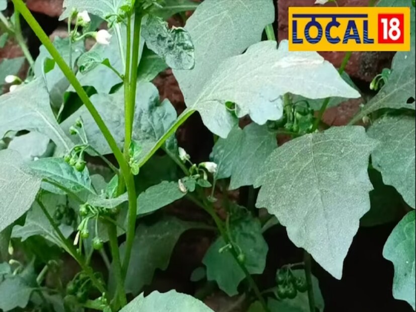 ডিসক্লেমার: এই খবরে প্রদত্ত ওষুধ এবং স্বাস্থ্য বেনিফিট রেসিপির পরামর্শ আমাদের বিশেষজ্ঞদের সাথে আলোচনার উপর ভিত্তি করে। এটি সাধারণ তথ্য এবং ব্যক্তিগত পরামর্শ নয়। প্রতিটি ব্যক্তির চাহিদা আলাদা, তাই ডাক্তারের সাথে পরামর্শ করার পরেই কিছু ব্যবহার করুন।