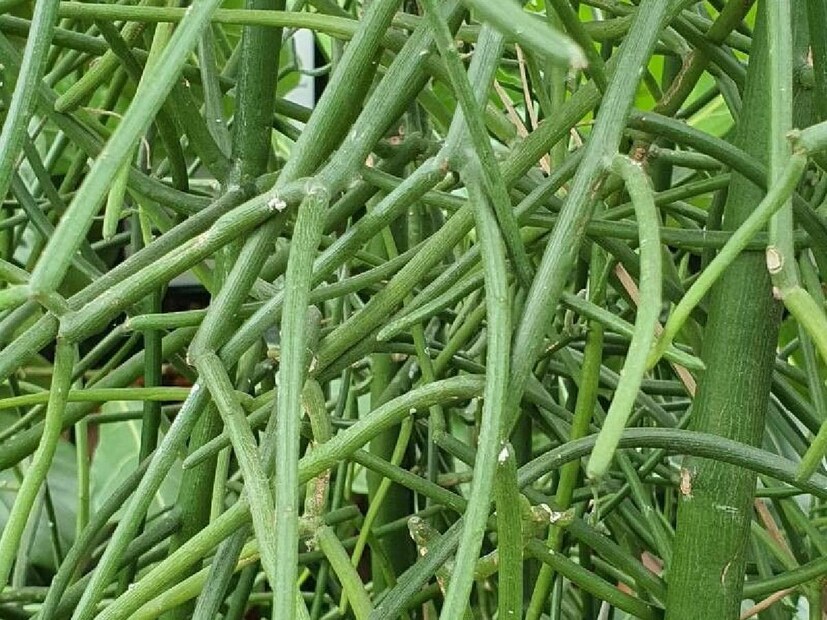 Tirucalli Benefits: আমাদের বাড়ির আশেপাশেই ছড়িয়ে ছিটিয়ে আছে ঔষধিগুণে ভরপুর গাছগাছালি। কিন্তু আমরা এগুলির বৈশিষ্ট্য সম্পর্কে জানি না। তাই অনেক সময় এই সমস্ত উদ্ভিদ বনেবাদাড়ে ঝোপ হয়ে পড়ে থাকে। 
