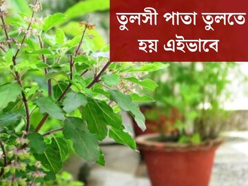 যখন তখন নয়, তুলসী পাতা তুলুন সঠিক নিয়ম মেনে! ঘরে ঢুকবে সুখ সমৃদ্ধি