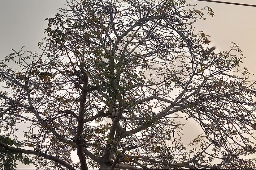 মকর সংক্রান্তি পর্যন্ত হাড় কাঁপানো ঠান্ডা থাকবে। সোমবার লক্ষ মানুষ অজয়ের ঘাটে স্নান করবেন। বসছে জয়দেব-কেঁদুলির বিখ্যাত মেলা। শনিবার থেকেই লোকজন অজয়ের ধারে আসতে শুরু করেছেন। (রিপোর্টার-- সৌভিক রায়)