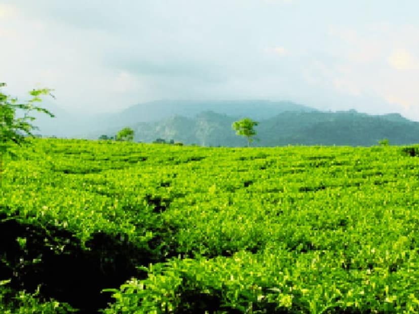 জলপাইগুড়িতে রোদ ঝলমলে পরিষ্কার আকাশ থাকবে। এখানের সর্বনিম্ন তাপমাত্রা ১০.৯ ডিগ্রি সেলসিয়াস।