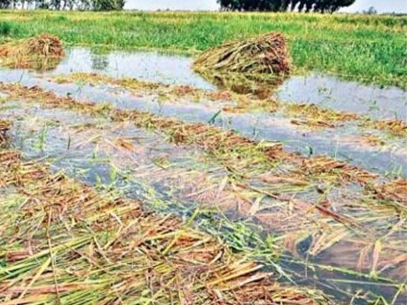 শীতকালীন বৃষ্টিতে সবজি চাষের ক্ষতির আশঙ্কা। শস্য-সহ শীতকালীন সবজিতে এই বৃষ্টি ক্ষতির সম্ভাবনা হয়েছে।