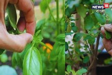 তুলসীপাতা 'এইভাবে' ছিঁড়ছেন না তো? সংসারে সর্বনাশ ডেকে আনবে 'এক' ভুল! আগে জানুন