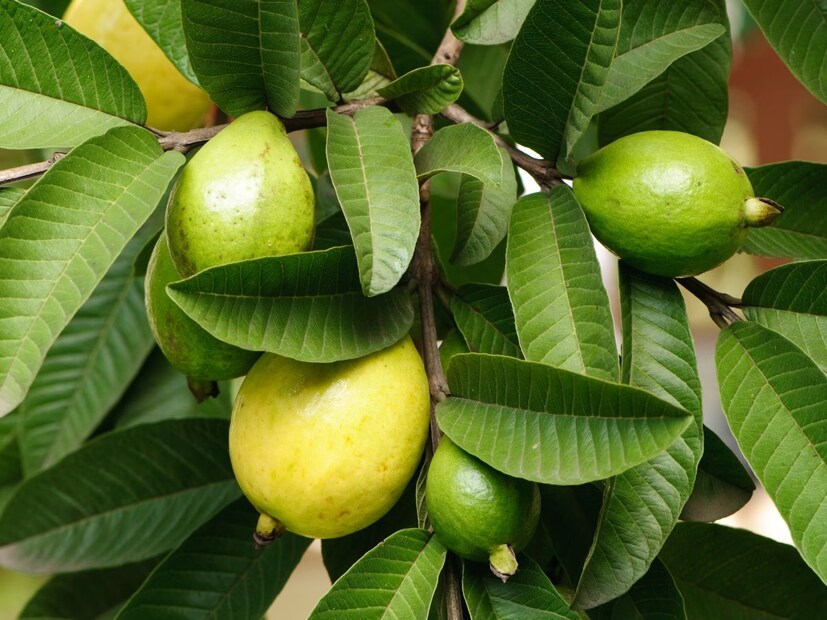 পেয়ারাপাতার অ্যান্টি অক্সিড্যান্টস অগ্ন্যাশয়ের কোষগুলিকে রক্ষা করে অক্সিডেটিভ স্ট্রেস থেকে৷ ইনসুলিন উৎপাদনে গুরুত্বপূর্ণ ভূমিকা পালন করে ইনসুলিন৷ অগ্ন্যাশয়ের কোষগুলি ব্লাড সুগার নিয়ন্ত্রণ করে৷ 