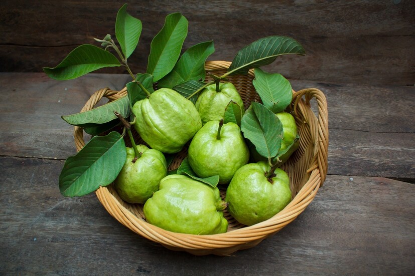 বিভিন্ন গবেষণায় প্রকাশ, পেয়ারাপাতার নির্যাস ইনসুলিন সেনসিটিভিটি বাড়িয়ে তোলে৷ এর ফলে ব্লাড সুগার নিয়ন্ত্রণ সক্রিয় হয়৷ 