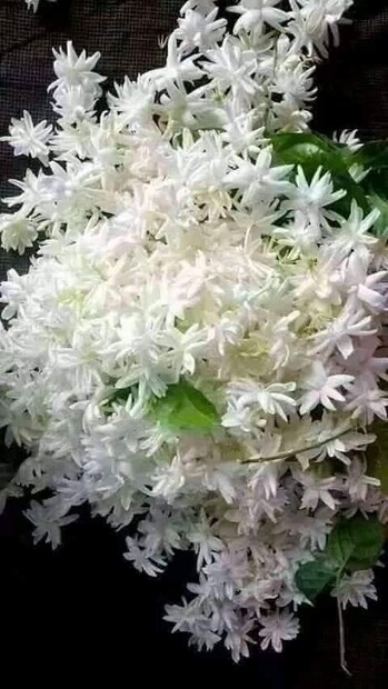 স্টাডিজে রাখতে পারেন জুঁইফুলের গাছও। এই গাছ স্ট্রেস দূর করে। শান্তিপূর্ণ ভাইবস ছড়িয়ে পড়ে। তাই সুপরিবেশ রক্ষা করতে এই গাছ রাখুন পড়ার ঘরে।
