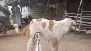 ছাগলছানাকে স্তন্যদান করেই তৃপ্ত শোকার্ত মা