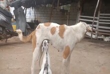 হারিয়ে গেছে নিজের সন্তান; ছাগলছানাকে স্তন্যদান করেই তৃপ্ত শোকার্ত মা