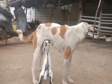 ছাগলছানাকে স্তন্যদান করেই তৃপ্ত শোকার্ত মা