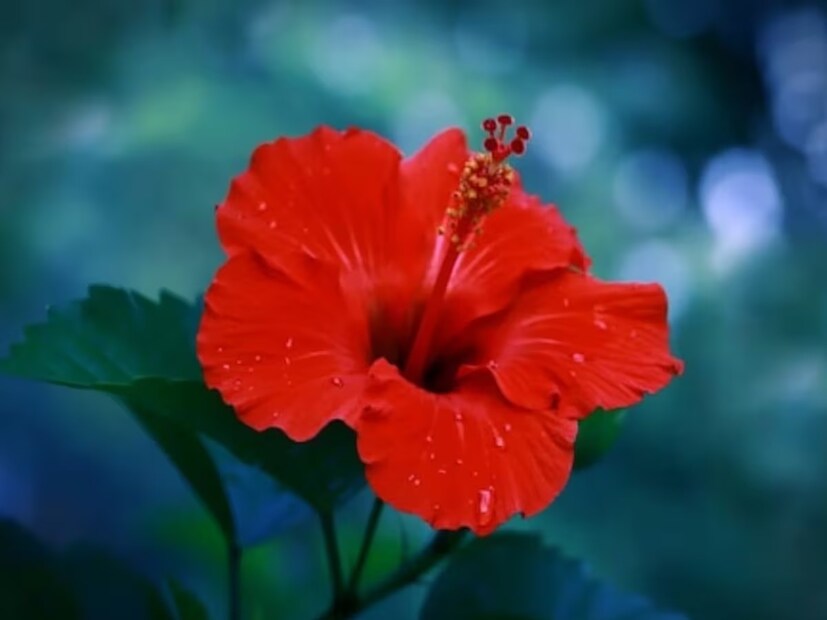 বাড়ির উত্তর বা পূর্ব দিকে সব সময় জবাগাছ রাখুন। দেখবেন জবাগাছে যেন পর্যাপ্ত পরিমাণে সূর্যালোক এসে পড়ে। দেবতাদের অর্ঘ্য নিবেদনের পাশাপাশি জবাফুল দিতে পারেন পরিবারের পরিজনদেরও। 