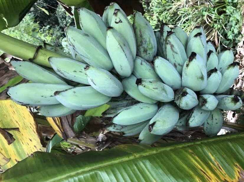 আইসক্রিম, কাস্টার্ড তৈরির উপাদান এই কলায় ক্যালোরি খুব কম। প্রতি সার্ভিংয়ে রয়েছে ১০৫ ক্যালোরি। ওজন কমাতে চাইলে ডায়েটে অবশ্যই রাখুন এই কলা।