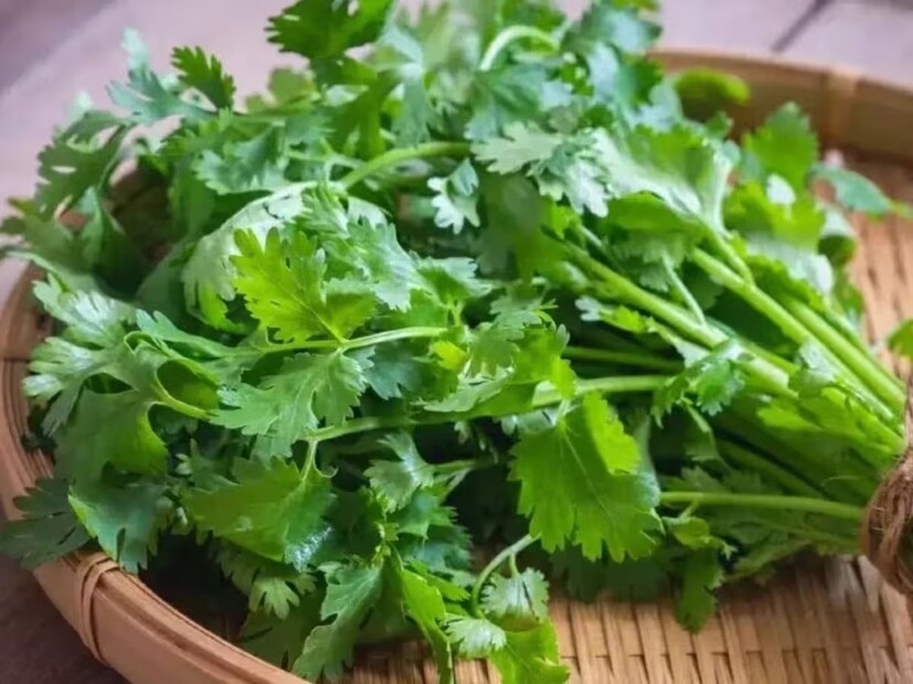 ফ্রিজের বাইরেও রাখতে পারেন ধনেপাতা৷ একটি পাত্রে জল ভরে ধনেপাতা অর্ধেক ভিজিয়ে রাখুন৷ একদিন অন্তর পাল্টে ফেলুন জল৷ অন্তত কিছু দিনের জন্যে হলেও তাজা থাকবে ধনেপাতা৷