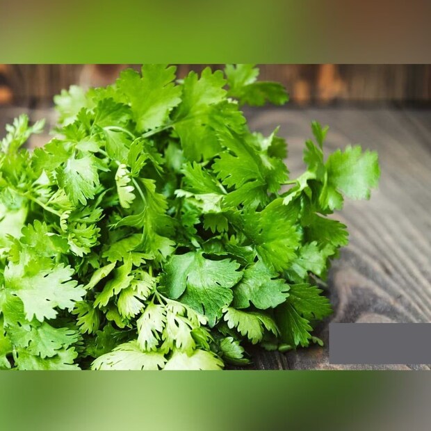 ফ্রিজে বেশি ঠান্ডায় ধনেপাতা নষ্ট হয়ে যেতে পারে৷ তাই ফ্রিজের দরজায় যে শেল্ফ থাকে, সেখানে ধনেপাতা রাখুন৷