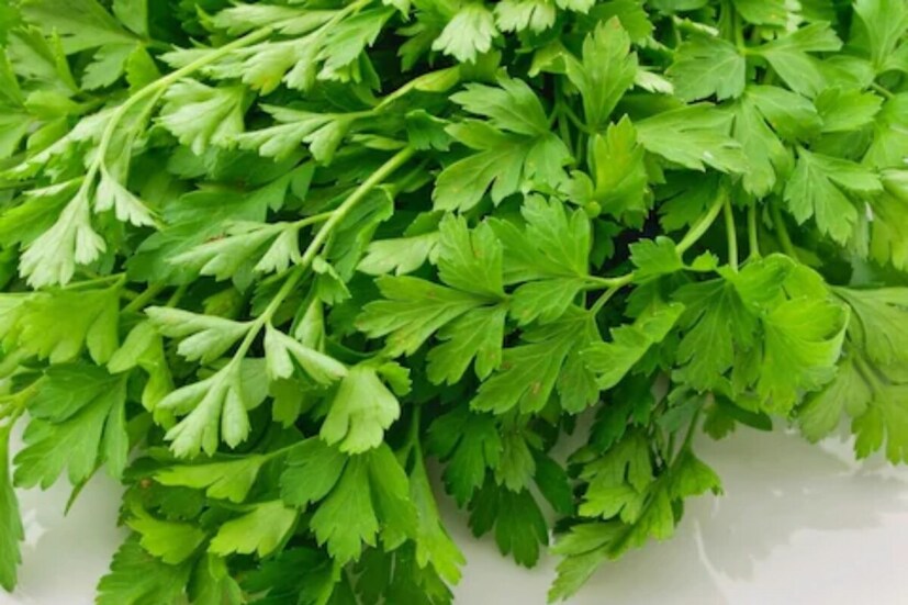 শুকনো পেপার টাওয়েলে মুড়ে ধনেপাতা রাখুন রেফ্রিজারেটরে৷ পেপার টাওয়েল সব আর্দ্রতা শুষে নেবে৷ বজায় থাকবে ধনেপাতার মুচমুচে ভাব৷