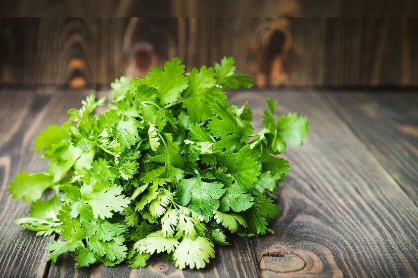 ঠান্ডা জলে খুব ভাল করে ধনেপাতা ধুয়ে নিন৷ কিচেন টাওয়েল দিয়ে শুকনো করে মুছে নিন৷ আর্দ্রতা চলে গেলে ধনেপাতার তাজাভাব বজায় থাকবে অনেক দিন৷