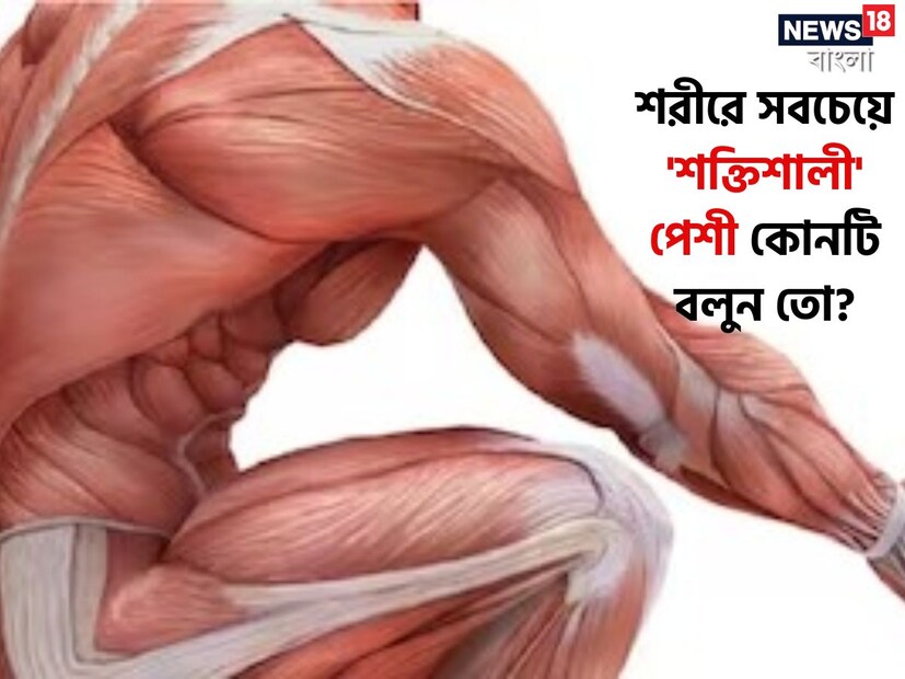 মাথা থেকে পা পর্যন্ত মানব শরীরে কত পেশী আছে জানেন? কোন পেশীকে শরীরের সবচেয়ে শক্তিশালী পেশী বলা হয়? এটি এতটাই শক্তিশালী যে এই পেশীর মাধ্যমে প্রচন্ড শক্তিতে ওজন তোলা যায়! কিন্তু কোন এমন পেশী জানেন?