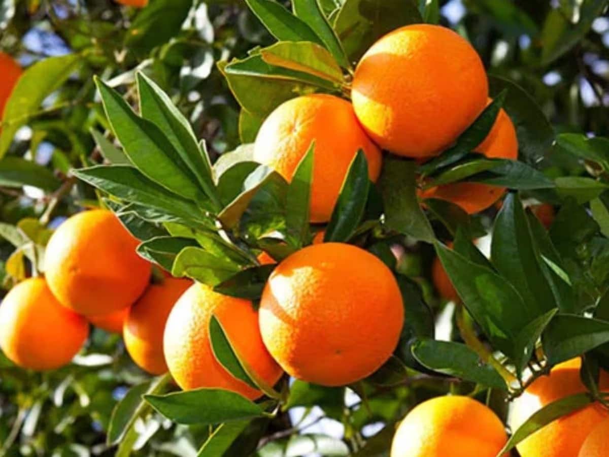 Orange Buying Tips: বাজার থেকে বার বার বাজে কমলালেবু কিনে আনছেন? এ বার