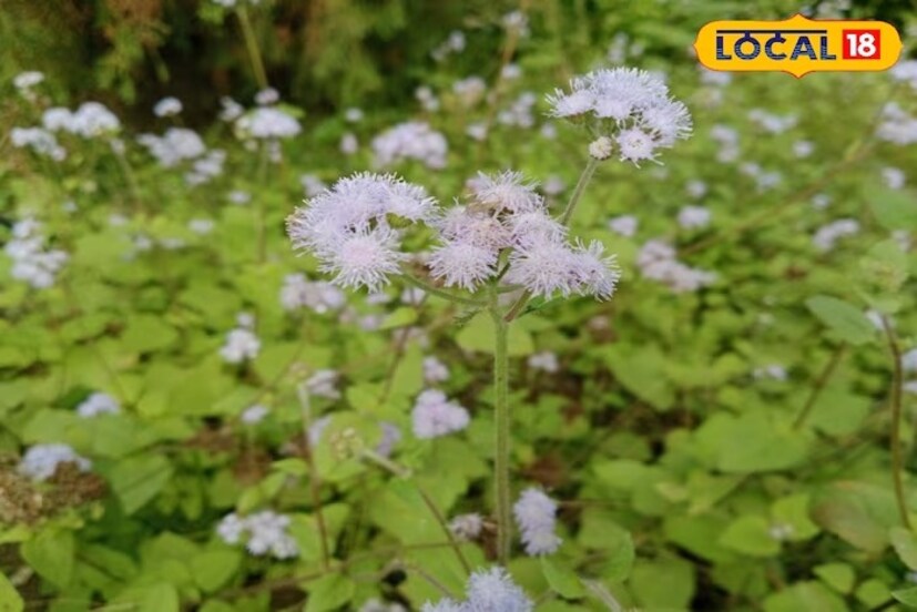 Disclaimer: এই প্রতিবেদনটি কেবলমাত্র সাধারণ তথ্যের জন্য, তাই বিস্তারিত জানতে হলে সর্বদা বিশেষজ্ঞের পরামর্শ নিন