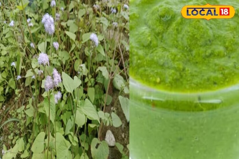 সরকারি আয়ুর্বেদিক হাসপাতালের  মেডিকেল অফিসার ডাঃ প্রিয়াঙ্কা সিং জানালেন এই ছোট্ট গাছের বড় গুণ সম্বন্ধে। তাঁর মতে,  মৃগীরোগ, সর্দি, জ্বর, কাশি, বাত, বুকের চাপ, ডায়াবেটিস, দাঁতের রোগ, মাড়ির সংক্রমণ, মাড়ির ব্যথা, চর্মরোগের নিরাময়। ফোলা, ফোসকা, ঘাম বা ত্বকের জ্বালা, কোষ্ঠকাঠিন্য, পেটব্যথা, গ্যাস, বমি এমনকি ক‍্যানসারের মতো মারণ রোগের চিকিত্‍সাতেও ব‍্যবহার করা হয়। 
