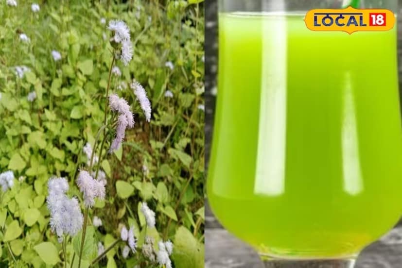 যাঁরা মুখে দুর্গন্ধ, দাঁতের সমস‍্যায় ভুগছেন তাঁদের জন‍্য উচুন্টি বেশ উপকারী। এই পাতা জলে সিদ্ধ করে সেই জলে গার্গল করলে এই সমস‍্যায় উপকার পাওয়া যায়। 