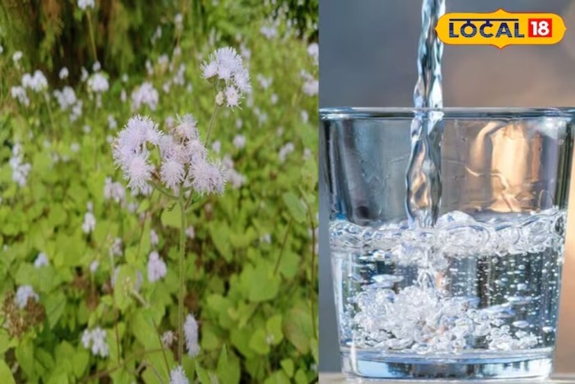 পাতার ক্বাথ ব্যবহার করলে সর্দি, কাশি, এবং ডায়রিয়ার মতো রোগেরও নিরাময় হয়। ক‍্যানসারের মতো মারণ রোগেও এটি উপকারী বলে প্রমাণিত হয়েছে। 