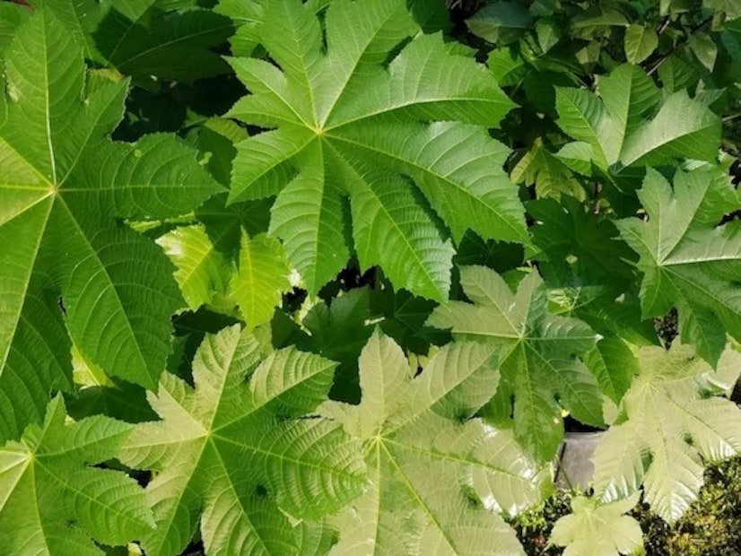 রেড়িকে আবার এরন্ডা আর ভেরেন্ডা নামেও ডাকা হয়। আর সবথেকে বড় কথা হল, গাছটা বেশ সহজলভ্য। আমাদের বাড়ির আশপাশেই দেখা মিলবে রেড়ি বা ভেরেন্ডা গাছের।