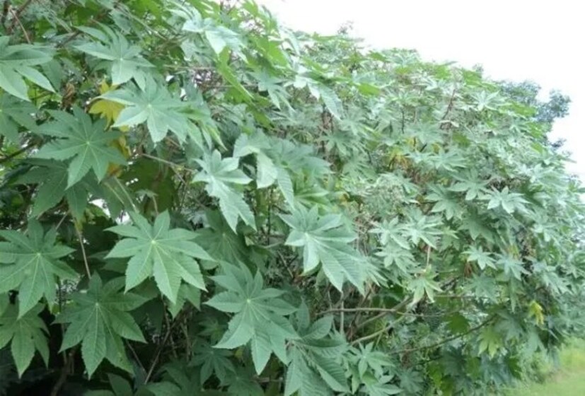 সকাল-সন্ধ্যায় এই ওষুধ প্রয়োগ করলে যন্ত্রণা থেকে মুক্তি পাওয়া যাবে। এতে দ্রুত ব্যথা এবং ফোলাভাব কমে যায়। এক সপ্তাহ বা ২ সপ্তাহ টানা এই দাওয়াই প্রয়োগ করে গেলেই ব্যথা উপশম হবে।