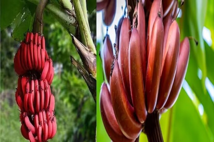 মিষ্টত্ব ও গন্ধে হলুদ কলার থেকে লাল কলা বেশি সুস্বাদু। অ্যাসিডিটি হওয়ার আশঙ্কাও কম লাল কলায়।