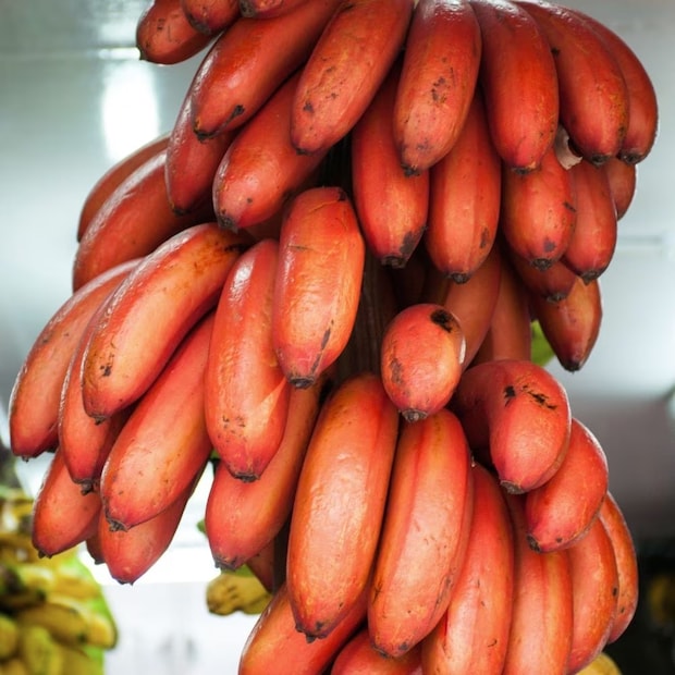 হলুদ কলার তুলনায় কম জনপ্রিয় এই লাল কলা খেতে হবে টসটসে পাকা অবস্থায়। না হলে এর স্বাদ ভাল লাগবে না।