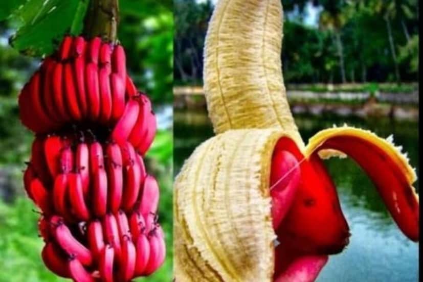 লাল কলার জলীয় অংশ ও অ্যান্টিঅক্সিড্যান্ট বজায় রাখে ত্বকের স্বাস্থ্য। ডায়েটে লাল কলা থাকলে ত্বক হয় ঝলমলে। ত্বকে বয়সের ছাপ পড়তে দেয় না।