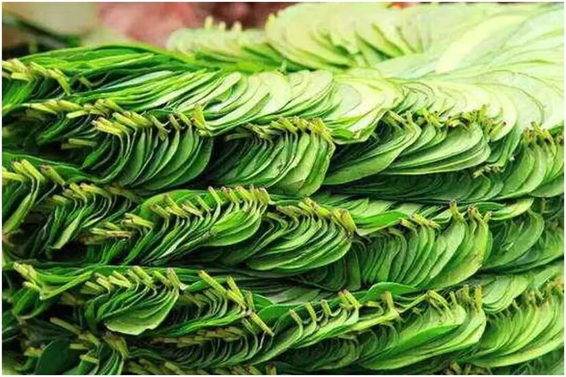 পানপাতার রসে কোষ্ঠকাঠিন্য সমস্যা দূর হয়৷ পাশাপাশি স্টমাক আলসার-সহ পেটের অন্যান্য সমস্যা দূর করে পান৷ 