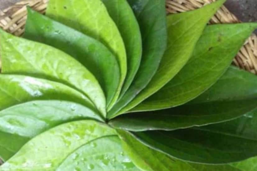 ঈষৎ কষাটে স্বাদের পানে আছে ট্যানিন, প্রোপেন, অ্যালকালয়েড-সহ একাধিক উপাদান৷ এর ফলে শরীরের যন্ত্রণা ও ইনফ্লেম্যাশন কমে যায়৷ মত ডক্টর স্মিতা বরোদে-এর৷