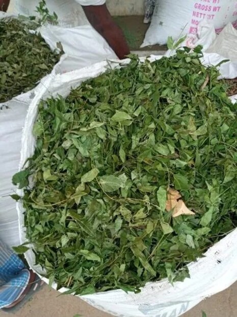 নিমপাতা: এক মুঠো নিম পাতা নিয়ে রোদে শুকিয়ে নিন। শুকিয়ে গেলে চাল ডালের বাক্সে রাখুন। এতে পোকামাকড় আক্রমণ করবে না। এ ছাড়া এতে নিমের গুঁড়োও রাখতে পারেন। নিম পাতার তীব্র গন্ধে পোকামাকড় পালিয়ে যাবে।